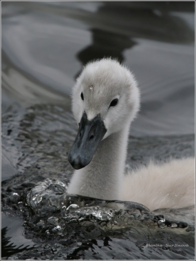 <p>Labuť velká (Cygnus olor) –--- /Mute schwan – Höckerschwan/</p>